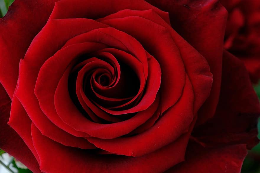 Rose, Flower, Red, Plant, Petals, Blossom, Bloom, Nature, Love, Valentine's Day, Date Of Birth