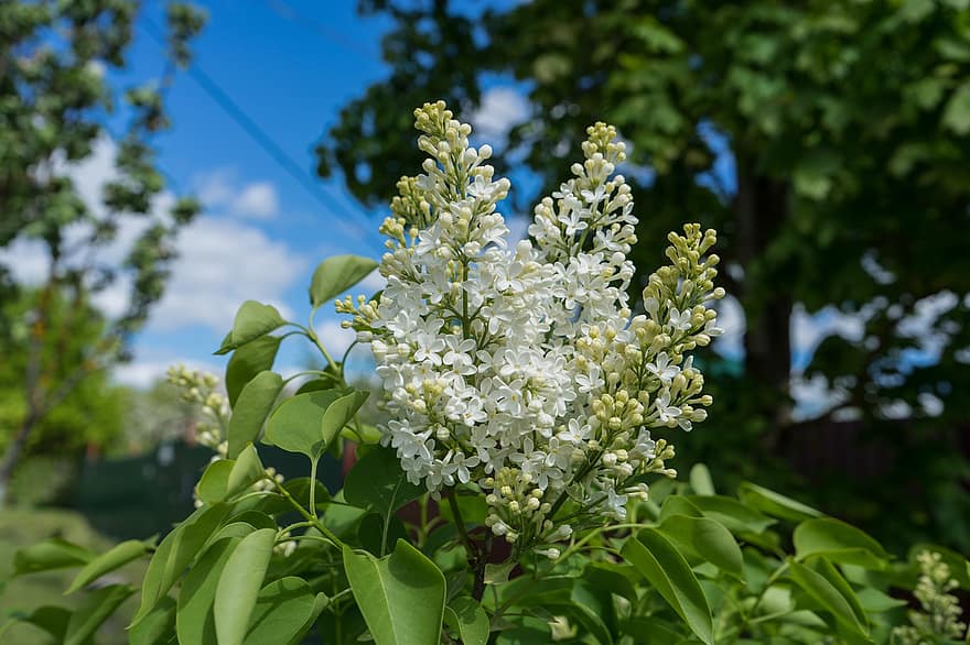 Lilacs, Flowers, White Lilacs, White Flowers, Inflorescence, Bloom, Blossom, Spring, Flora, Floriculture, Horticulture