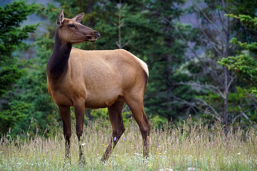 Elk, Nature, Wildlife, Animal, Forest, Outdoors, Park, Wapiti