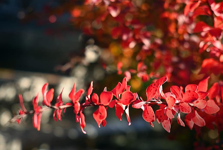 가을, 가버 리다, 자연, 시즌, 매크로, 이파리, 공원, 붉은 잎, 매자 나무, 가을의 색, 얼룩진