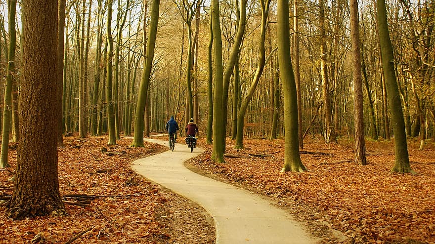 fietspad, fietsers, bomen, Bos, mist, veluwe, winter, natuur, licht, herfstkleuren, Nederland
