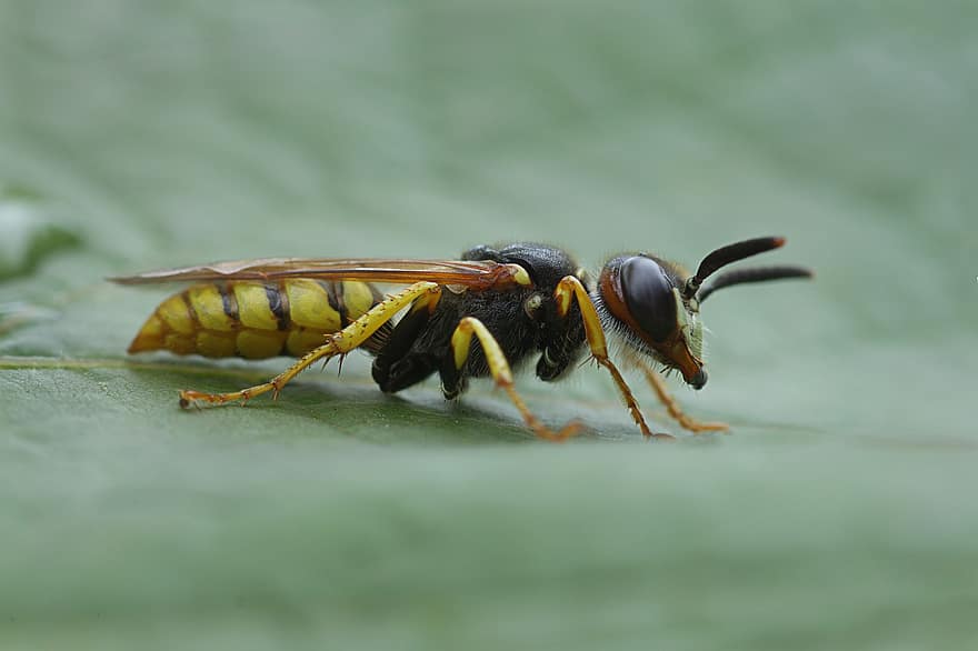 Wasp, Insect, Hymenoptera, Macro, close-up, yellow, bee, honey, pollination, small, animals in the wild