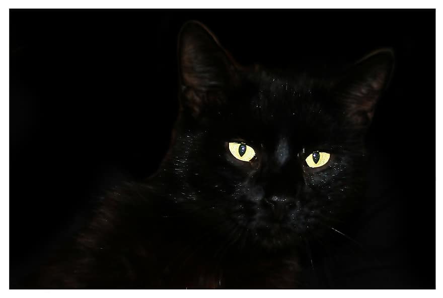 con mèo, mèo đen