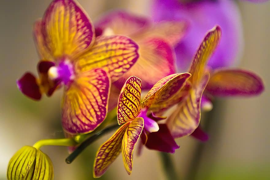 цветок, орхидея, лепестки, цветочный сад, сад, растения, цветение, крупный план, завод, лепесток, пурпурный
