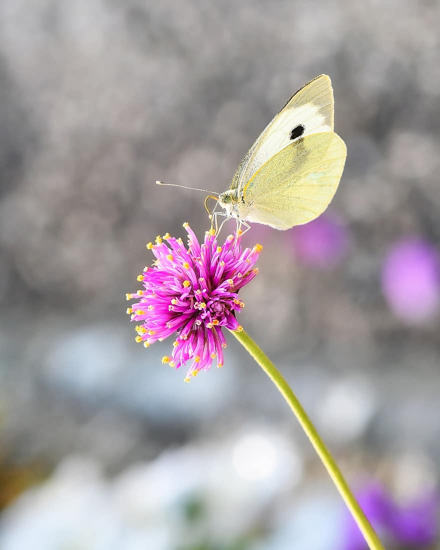 Butterfly, Insect, Wings, Antennae, Gomphrena Fireworks, Flower