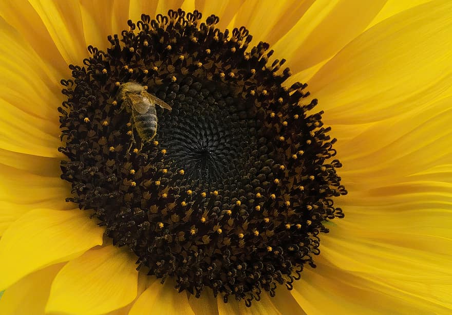 слънчоглед, пчела, цвете, жълто цвете, насекомо, флора, листенца, близък план, цвят