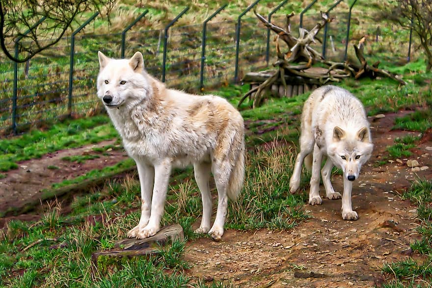Wolves, Pair, Dogs, Canine, Animals, Mammals, Wild Animals, Nature, Zoo, Pair Of Wolves, Fur