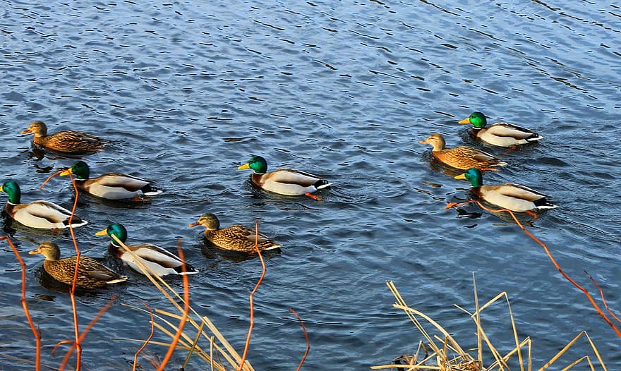 Ducks, Mallards, Birds, Swim, Waterfowls, Water Birds, Animals, Lake, Water, Plumage, Feathers