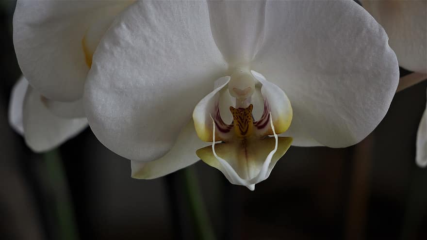 orquídea, flor, flor blanca, pétalos, pétalos blancos, floración, flora, planta, naturaleza
