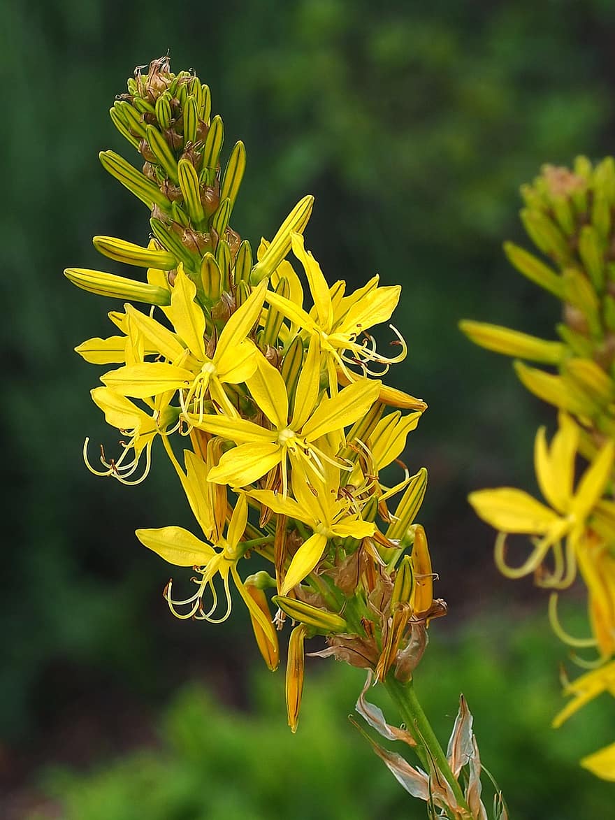 Auksinė šaknis, asphodeline lutea, gėlė, junkerio lelija, geltonos gėlės, pumpurai, geltona, sodas, pavasaris, augalų, vasara