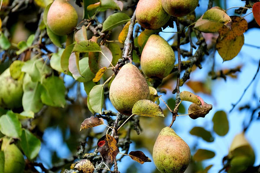pære, frugt, træ, mad, sund og rask, vitaminer, frugthave, plante, natur