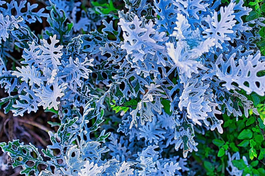 Silver Ragwort, sølv støv, have, botanik, jacobaea maritima, flora, plante, blad, tæt på, baggrunde, friskhed