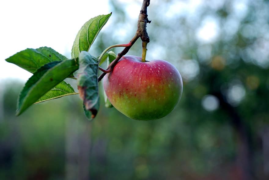 buah, organik, apel, makanan, pohon, menanam, kesegaran, daun, merapatkan, warna hijau, musim panas