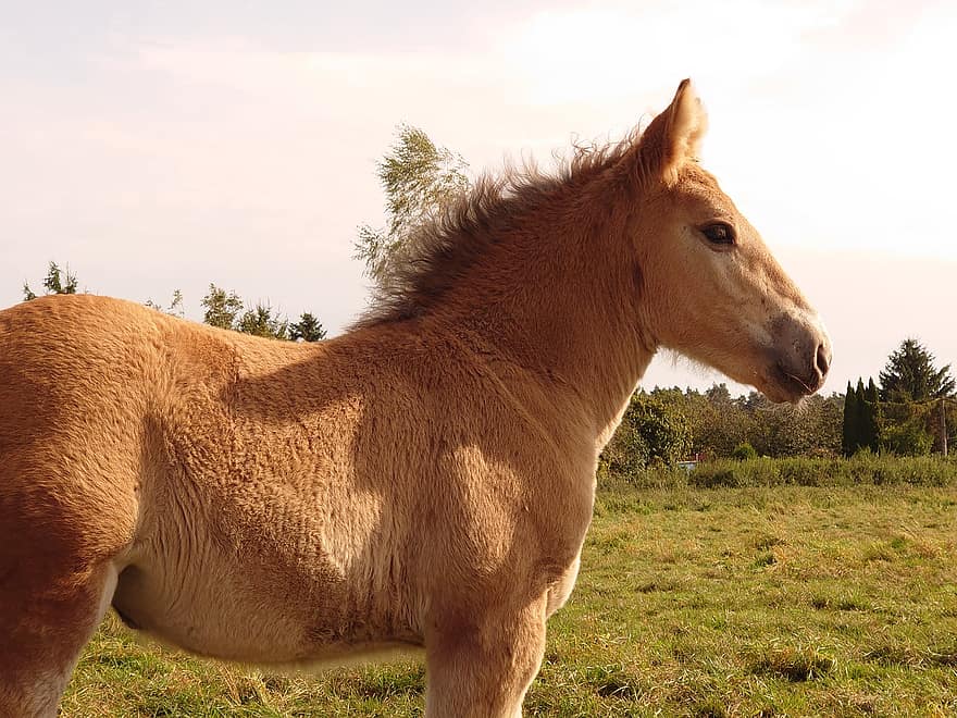 con ngựa, con ngựa con, thú vật, động vật trẻ, động vật có vú, ngựa, đồng cỏ