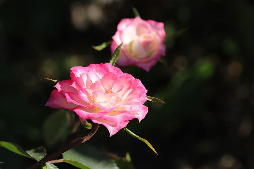 Rosa, flor, primavera, planta, Rosa rosada, flor rosa, floración, flor de primavera, jardín, naturaleza, pétalo