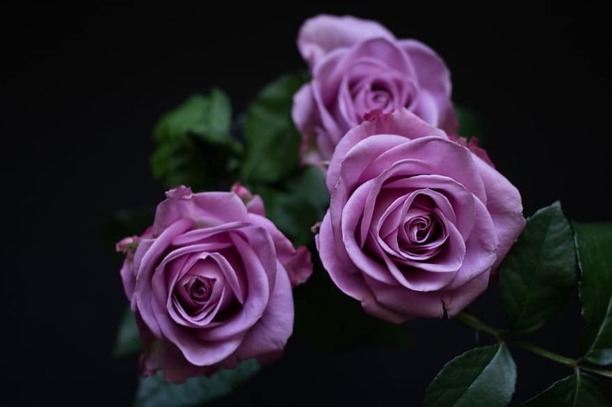 квіти, троянда, фіолетовий, чорний, прохолодна вода, три, кохання
