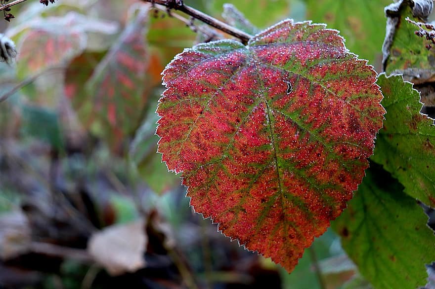 frunze, ramură, îngheţ, îngheţat, rece, gheaţă, iarnă, cristale de gheață, cristalizare, culoarea toamnei, frunziş