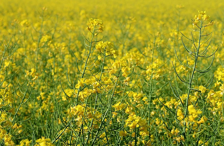 Rapeseed, Field, Flowers, Nature, Agriculture, The Cultivation Of, Plant, Spring, yellow, summer, rural scene