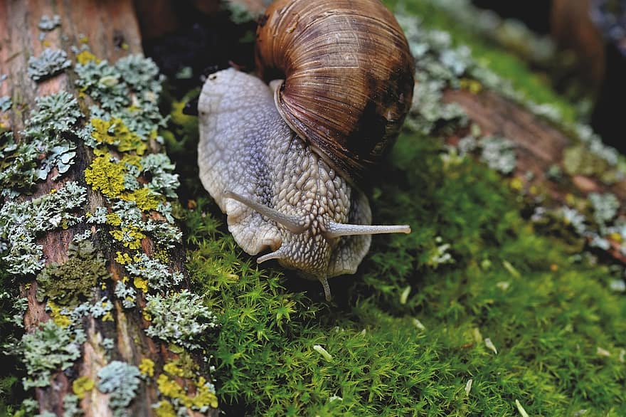Snail, Shell, Mollusk, Probe, Mucus, Crawl, Slowly, Casing, Animal
