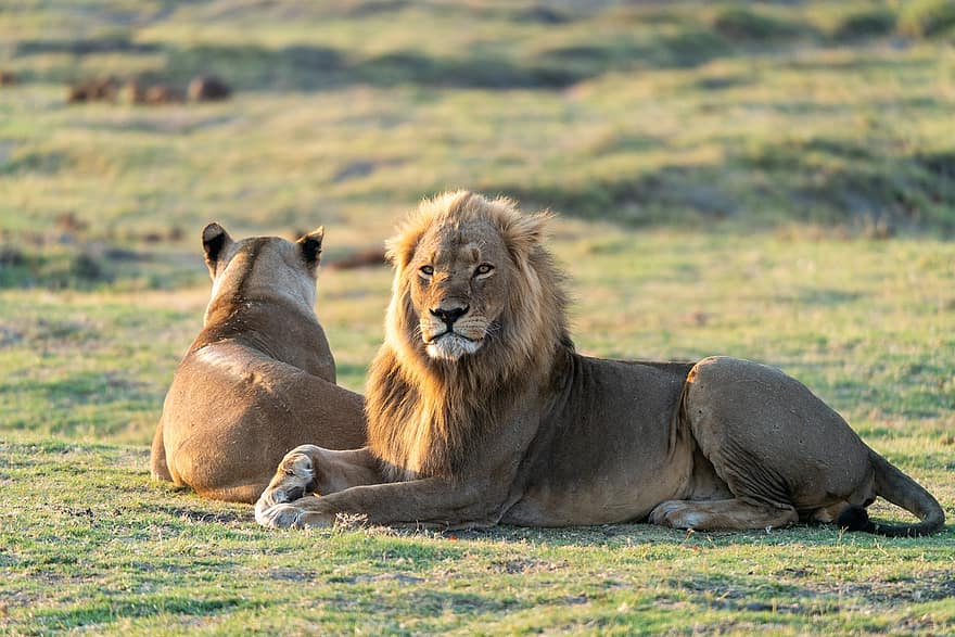 singa, singa betina, surai, karnivora, pasangan, predator, binatang, safari, alam, Afrika, kucing besar