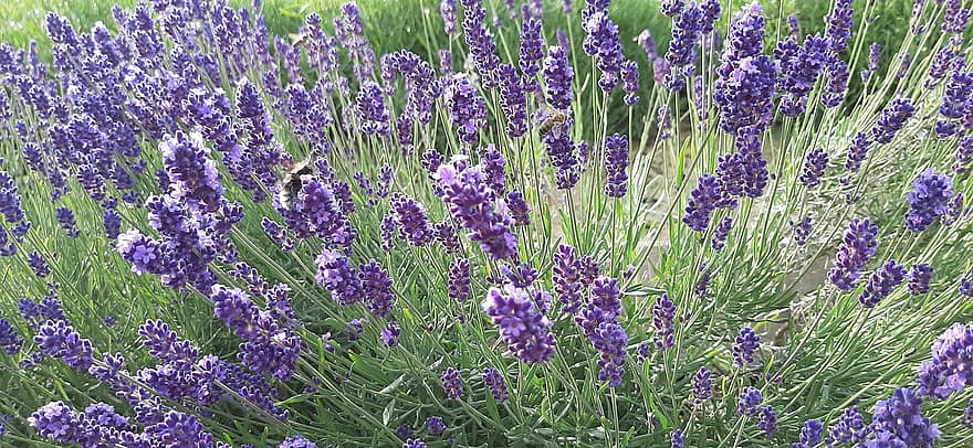 Lavender, Field, Flowers, Lavender Farm, Lavandula, Bee, Pollination, Bloom, Blossom, Plant, Flora