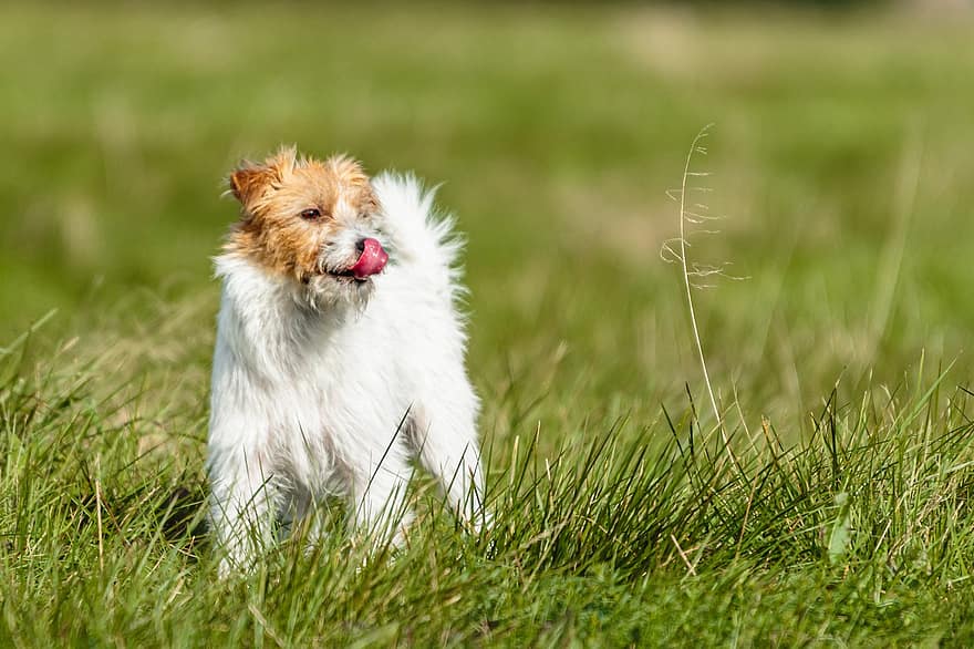 Dog, Jack Russell, Terrier, Running, Outdoors, Field, Active, Agility, Animal, Athletic, Beautiful