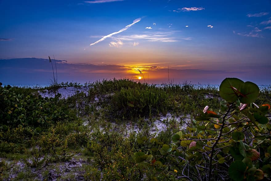 Beach, Sand, Plants, Sunset, Ocean, Florida, Gulf