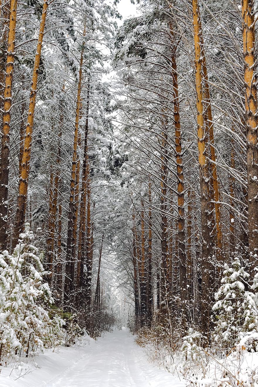 パス、木、冬、雪、トレイル、道路、森林、雪の吹きだまり、霜、コールド、森の中