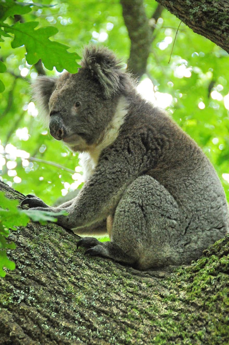 koala, keseli, hayvan, ağaç, otobur hayvan, kürklü, yaban hayatı, memeli, kürk, ağaçsıl, yapraklar