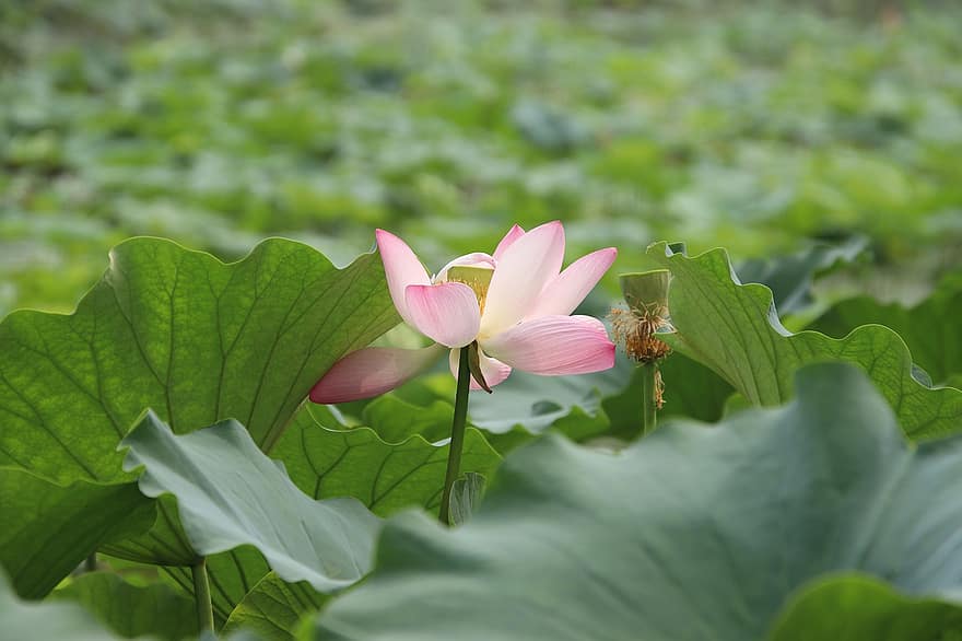 Lotus, Seerose, pinke Blume, Lotus Blume, blühen, Wasserpflanze, Flora