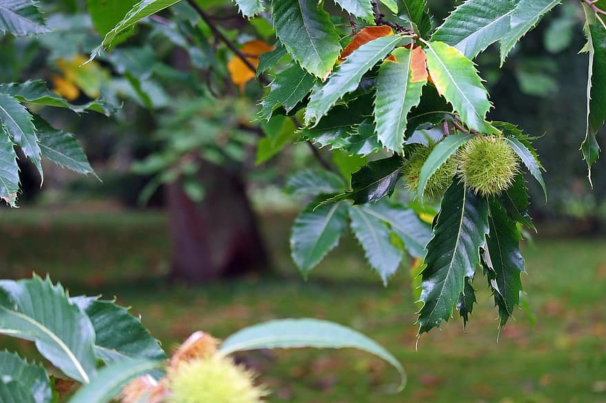 Chestnut, Fruits, Leaves, Sweet Chestnut, Young Fruits, Prickly, Branch, Chestnut Tree, Tree, Plant, Food
