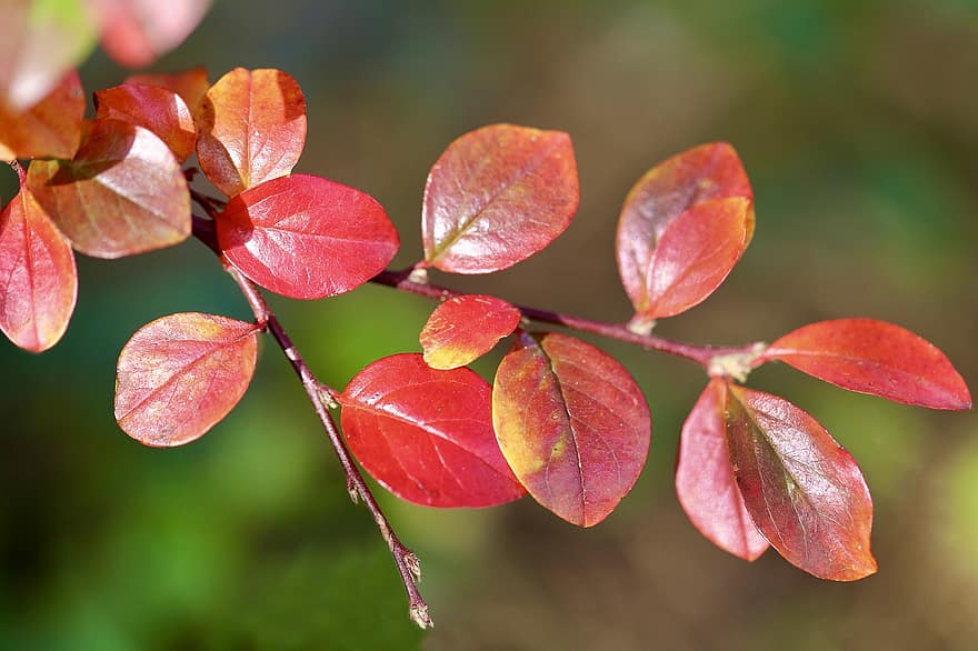 Cotoneaster, rode bladeren, vallen, tak, herfstkleuren, bladeren