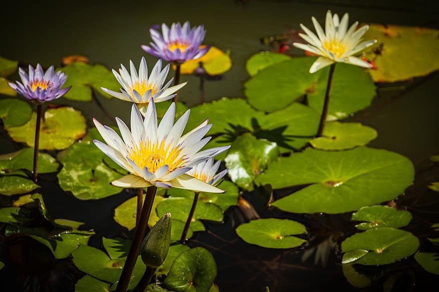 lotus, pond, water lilies, leaf, plant, flower, flower head, summer, petal, blossom, green color