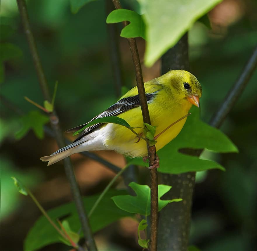 चिड़िया, प्रकृति, songbird, सोने का सिक्का, रंगीन, बैठे, पीला