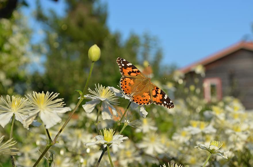 vlinder, bloem, tuin-, stuifmeel, bestuiving, distel vlinder, Zweden, zomer, insect, detailopname, groene kleur