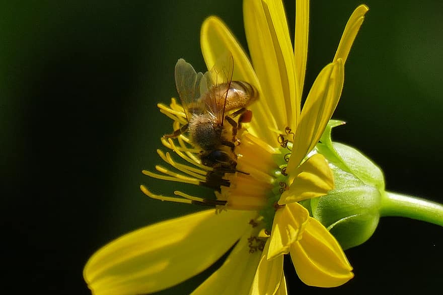 मधुमक्खी, फूल, सेचन, पंख, हरा, पीला, मैक्रो, क्लोज़ अप, कीट, गर्मी, पौधा
