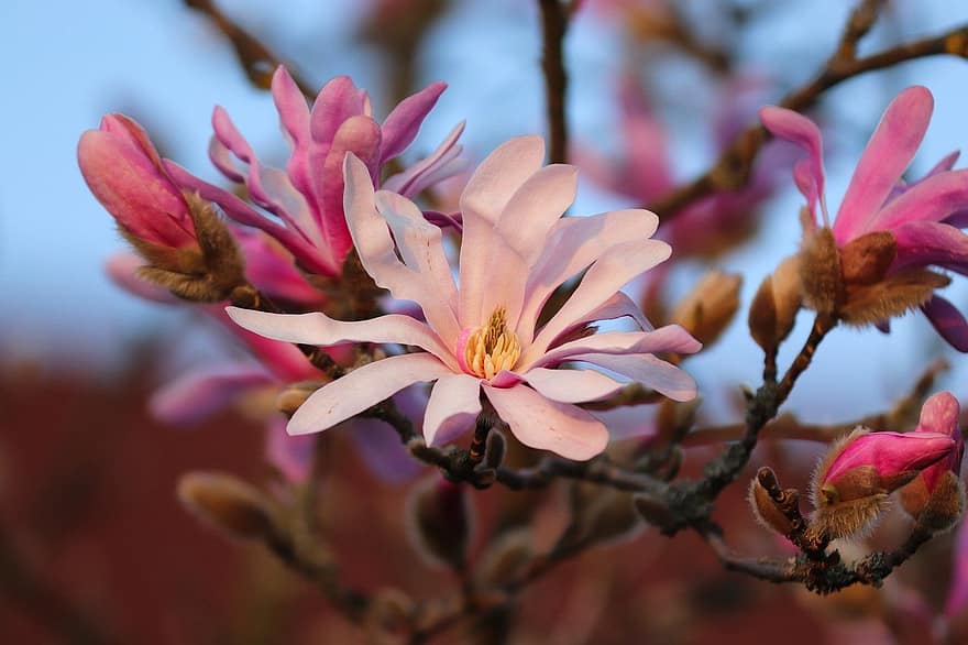 zvaigzne magnolija, ziedi, augu, magnolija, koks, ziedlapiņām, pumpuri, zied, flora, krūms, dekoratīvs