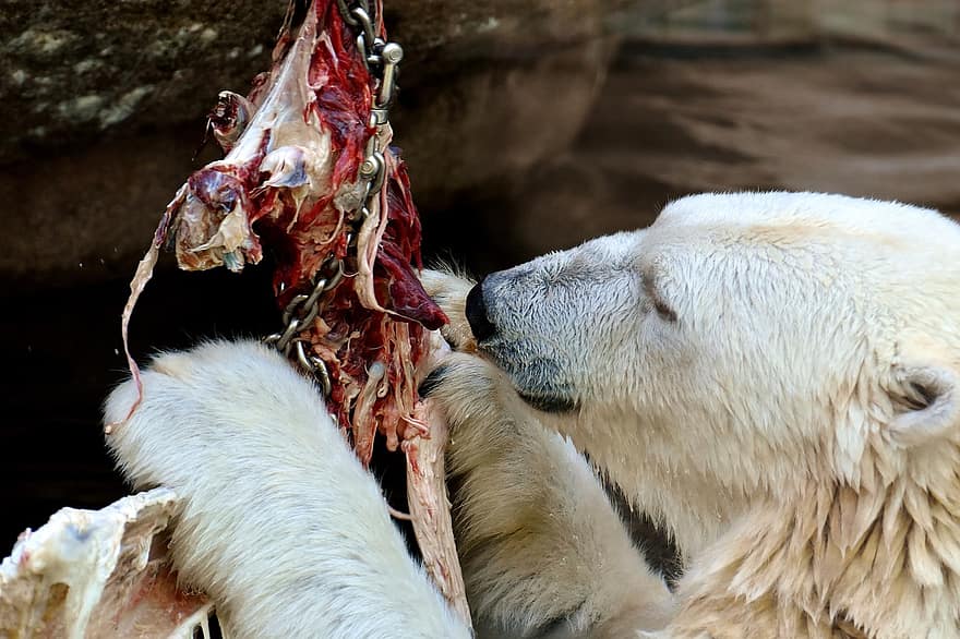 الدب القطبي ، تغذية ، لحم ، تأكل ، حديقة حيوان ، تغذية الحيوانات ، طعم ، لحم طازج ، تغذية المفترس ، نسيج ، حيوان
