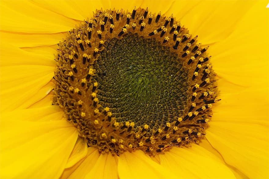 slunečnice, makro, květ, Příroda, žlutá, rostlina, letní, pyl, zahrada, slunný, semena