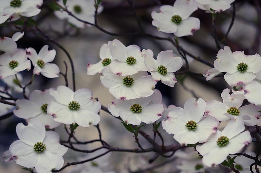 Dogwood, Flowers, Branch, White Flowers, Cornus, Bloom, Blossom, Bush, Ornamental Shrub, Ornamental Plant, Spring