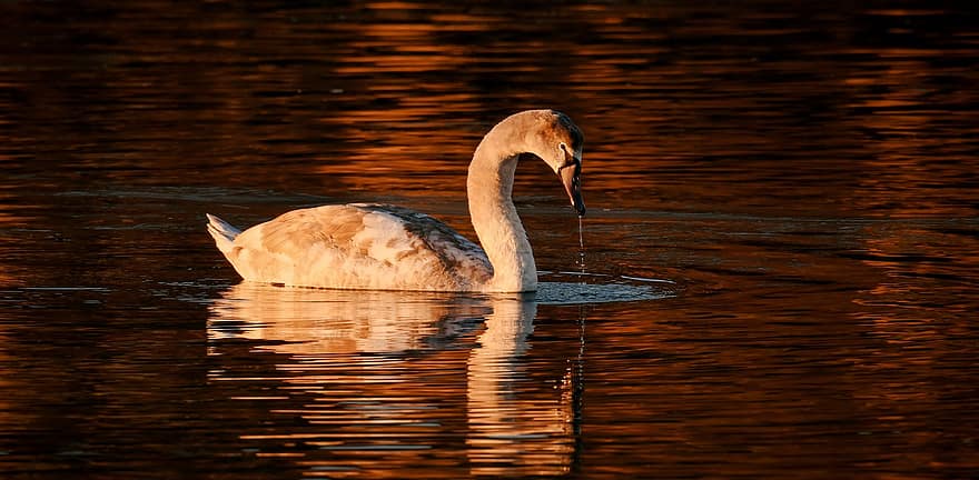 Swan, Sunset, Whooper Swan, Bird, Evening, Lake, Animal, Nature, Night
