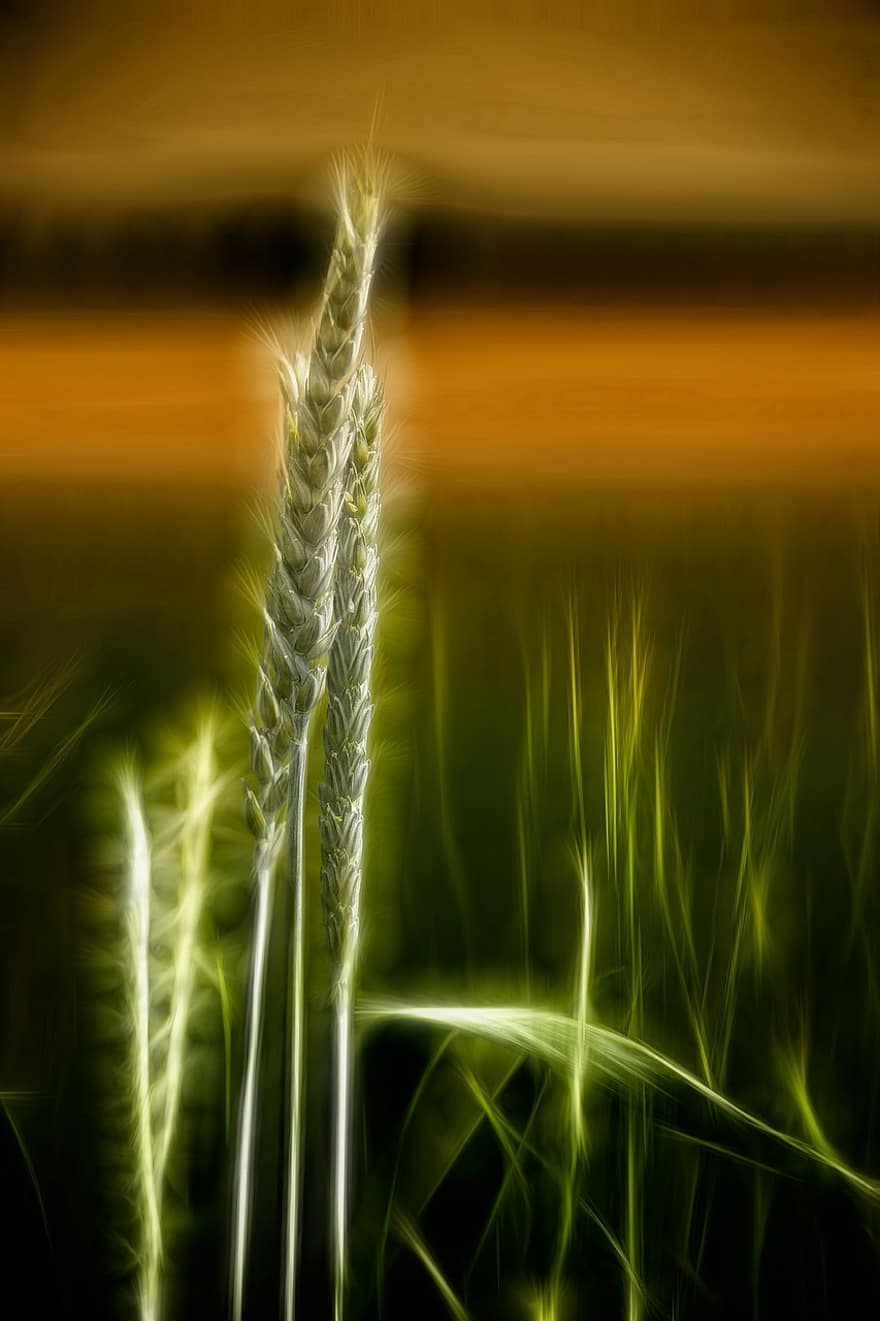 Wheat, Cereals, Landscape, Plant, Scenic, Grain, Wheat Spike, Spike, Arable, Harvest, Food