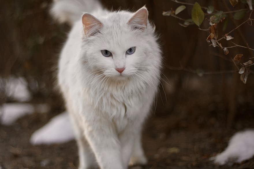 gato, animal, gato branco, gatinha, bichano, doméstico, felino, mamífero, fofa, inverno, neve