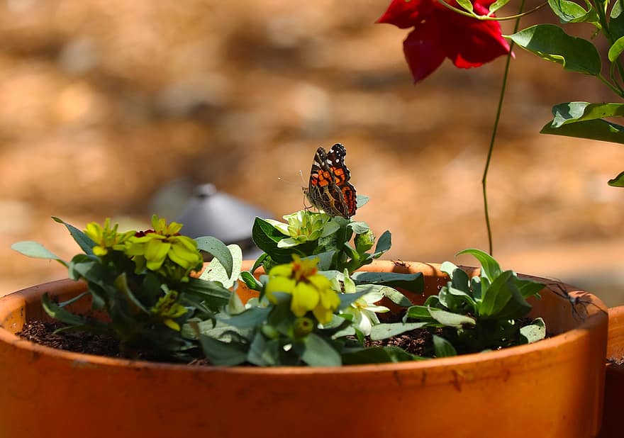 бабочка, цветы, растение в горшке, задний двор, насекомое, ржавчина, красочный, расцветает, оранжевый