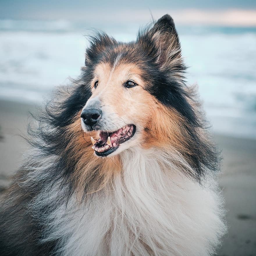ruige collie, hond, strand, huisdier, dier, rasechte hond, huisdieren, hoektand, schattig, de herdershond van Shetland, herdershond