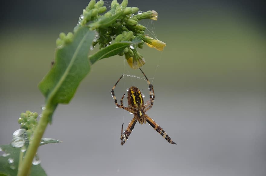 Wasp Spider, Spider, Insect, Animal World