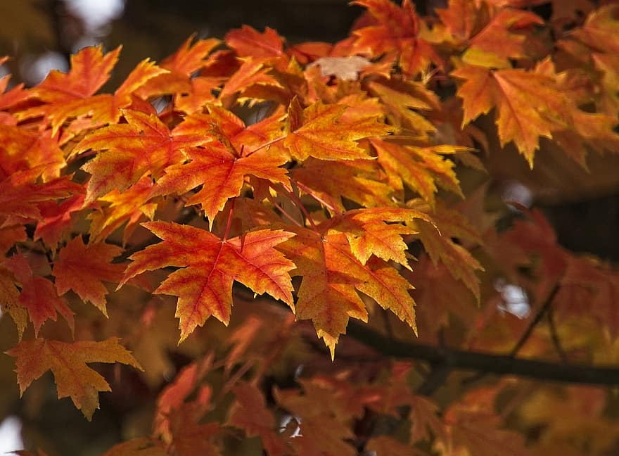 otoño, hojas, arce, follaje, hojas de otoño, follaje de otoño, colores de otoño, Otoño, hojas de naranja, follaje naranja