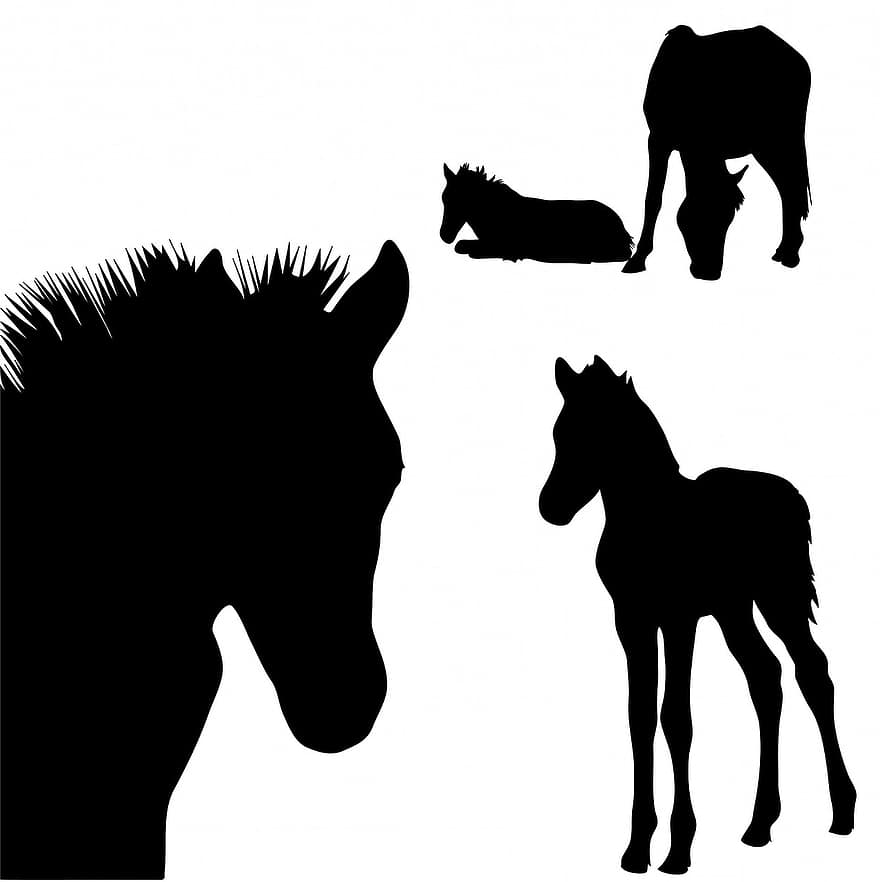 paard, paarden, veulen, veulens, Colt, zwart, silhouet, silhouetten, dier, dieren, kunst