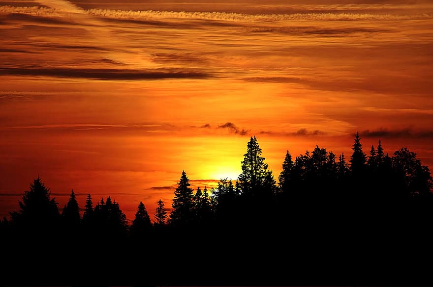 západ slunce, stromy, silueta, les, jehličnany, jehličnatý, jehličnatého lesa, slunce, Orange Kies, soumrak, skyscape