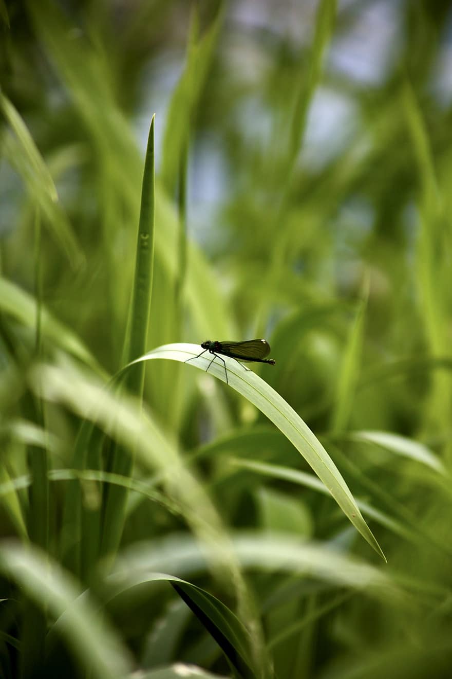 libelinha, inseto, grama, Prado, natureza, verde, fechar-se, macro, cor verde, verão, plantar